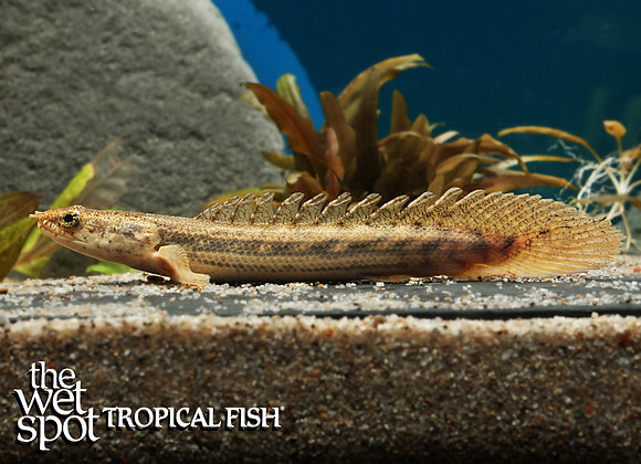 Polypterus bichir Lapradei