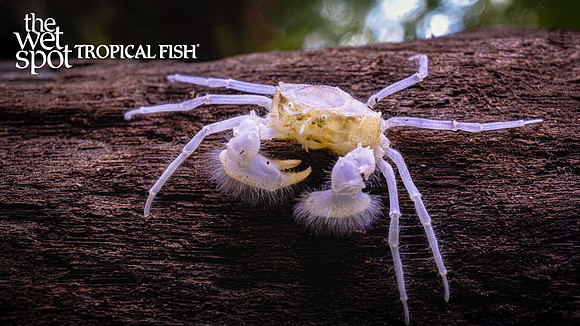 Limnopilos naiyanetri "Thai Micro Crab"