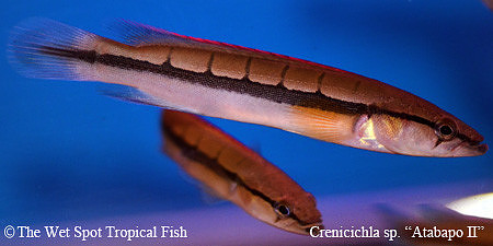 Crenicichla sp. "Atabapo II"
