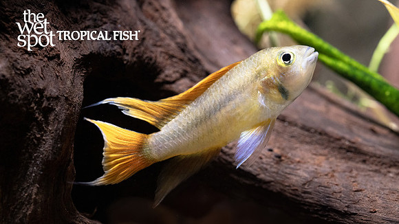 Apistogramma cacatuoides "Orange Flash"