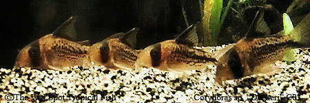 Corydoras sp. CW021 "Decker"