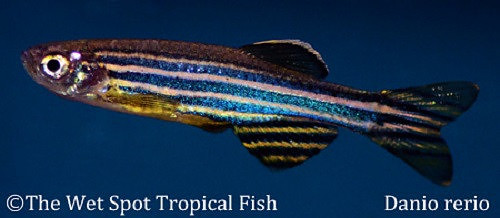 Brachydanio rerio - Zebra Danio