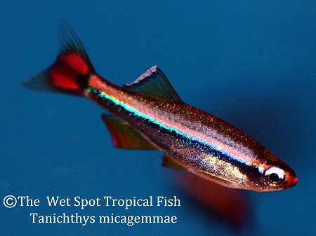 Tanichthys albonubes - White Cloud Mountain Minnow