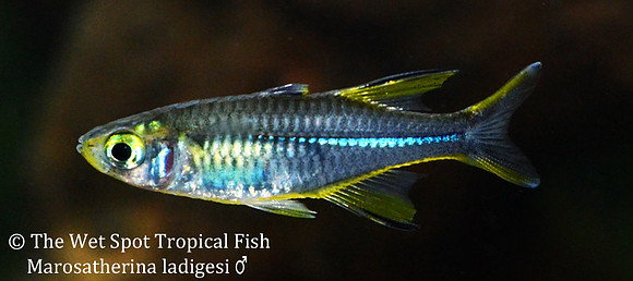 Celebes Rainbowfish - Marosatherina ladigesi (Wild ♂)