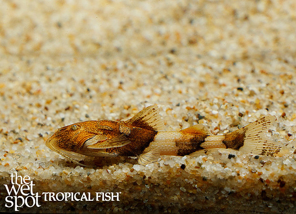 Caelatoglanis zonata - Tiger Sisorid Catfish
