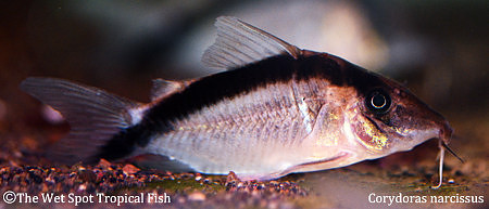 Corydoras narcissus - Long Nosed Arched Cory