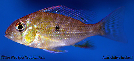 Acarichthys heckelii - Thread Fin Acara