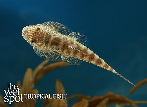 Pseudogastromyzon myersi "Red Fin Sucker Loach"