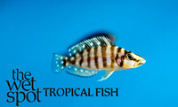 Altolamprologus Calvus