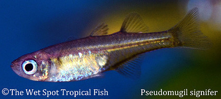 Pacific Blue Eye - Pseudomugil signifer female