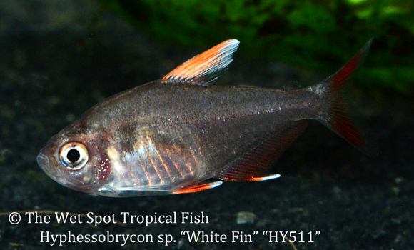 Hyphessobrycon rosaceus - White Fin Tetra