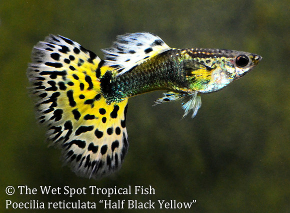 "Half Black Yellow Guppy" ♂ - Poecilia reticulata