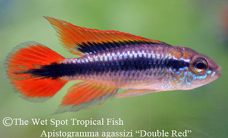 Apistogramma agassizi "Double Red"