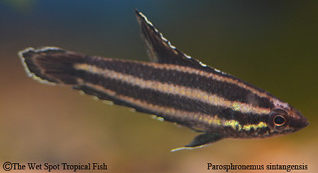 Parosphromenus sp. Sentang - Green Speckled Licorice Gourami