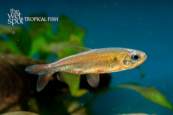 Phenacogrammus sp. - Fantastique Congo Tetra