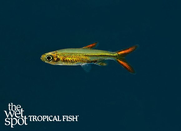 Ladigesia roloffi - Jellybean Tetra