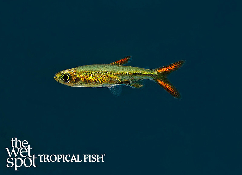 Wet Spot Tropical Fish Tetras Ladigesia roloffi Jellybean Tetra