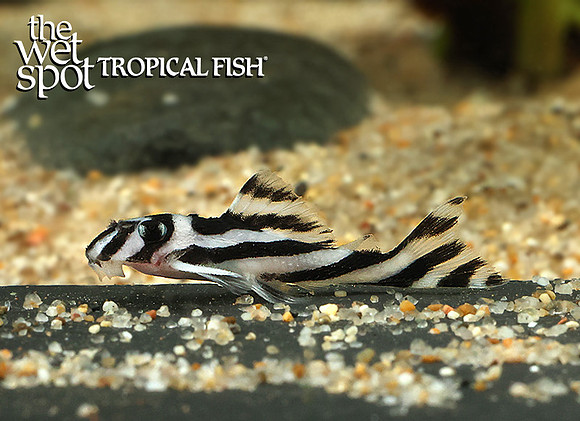 Hypancistrus zebra "L046"