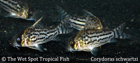 Corydoras schwartzi - Schwartz's Cory