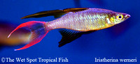 Threadfin Rainbowfish - Iriatherina werneri