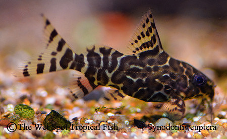 Synodontis euptera - Featherfin Squeaker Cat