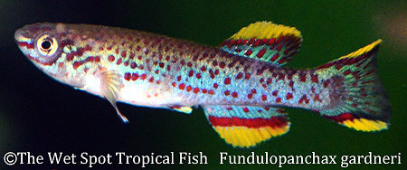 Gardneri Killi - Fundulopanchax gardneri P82