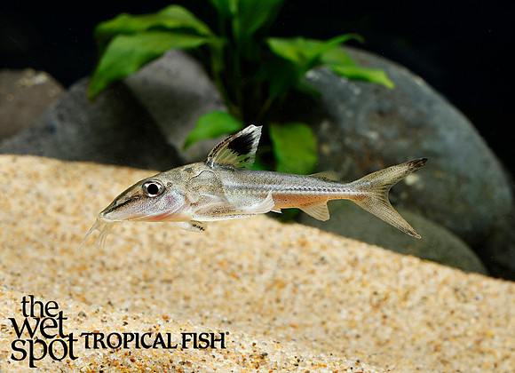 Hassar orestis - Black Top Mouse Catfish
