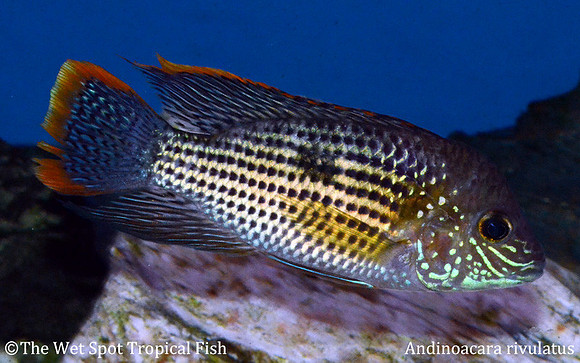 Aequidens rivulatus - Green Terror