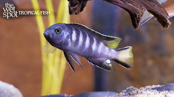 Metriaclima sp. "Elongatus Chewere"