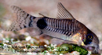 Corydoras ortegai CW031 - Loreto Panda Cory