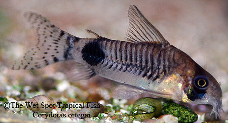 Corydoras ortegai CW031 - Loreto Panda Cory