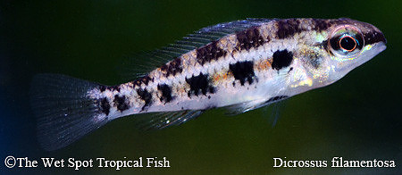 Dicrossus filamentosa - Checkerboard Cichlid
