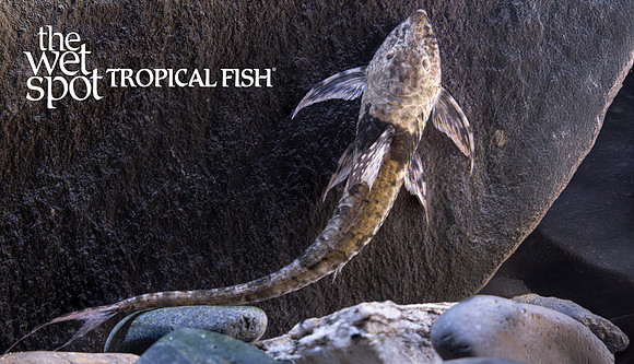 Sturisomatichthys tamanae "Tamana Royal Farlowella" "Colombia"