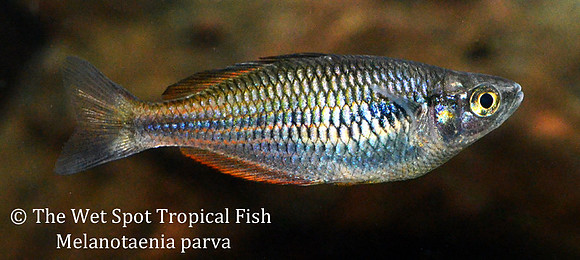 Parva Rainbowfish - Melanotaenia parva