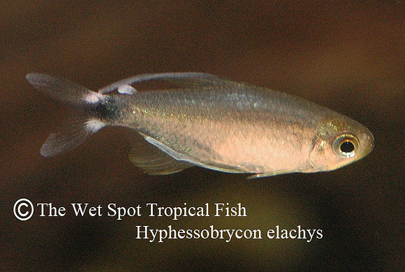 Hyphessobrycon elachys - Reed Tetra