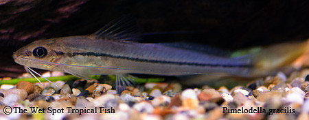 Pimelodella gracilis - Graceful Pimelodella