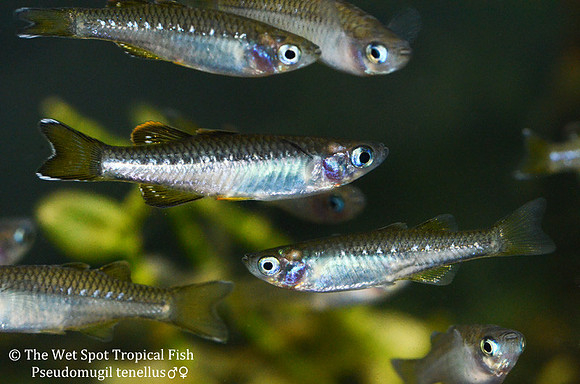Delicate Blue Eye Rainbowfish - Pseudomugil tenellus
