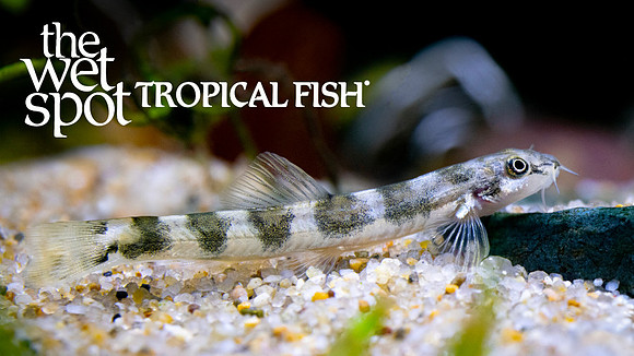 Schistura devdevi  "Saddle Back Loach"