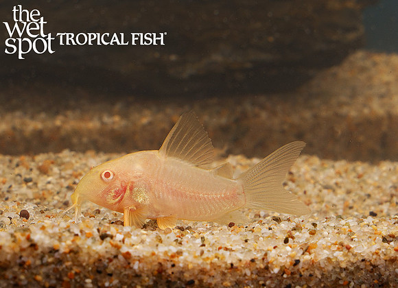 Corydoras aeneus - Albino Cory