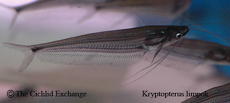 Kryptopterus limpok - Mekong Misker Cat