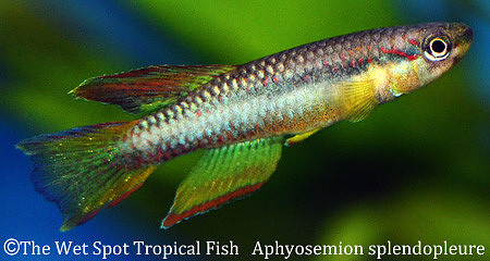 Splendid Killi - Aphyosemion splendopleure