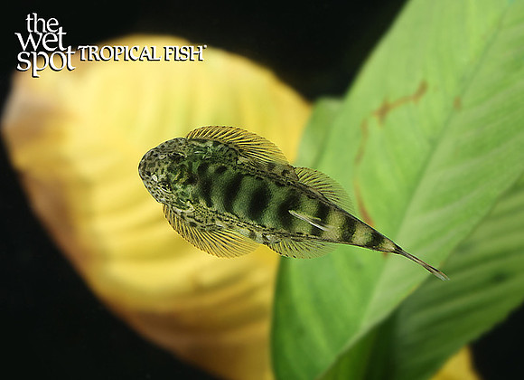 Hypergastromyzon abditus "Abditus Borneo Sucker Loach"