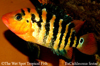 exCichlasoma festae - Red Terror