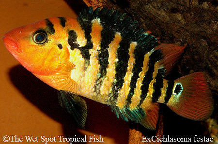 exCichlasoma festae - Red Terror