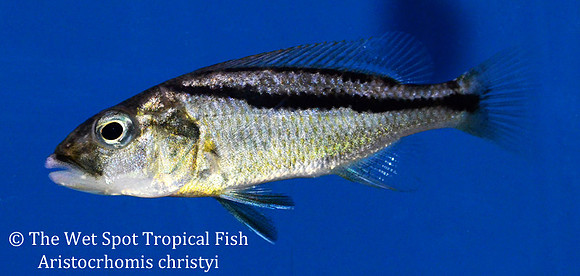 Aristochromis christyi