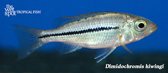 Dimidochromis kiwingi