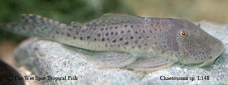 Chaetostoma aff. milesi "Spotted Rubberlip Plecco" L187a L445