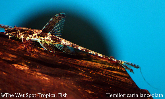 High Dorsal Whiptail Cat - Hemiloricaria lanceolata