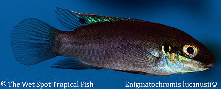 Enigmatochromis lucanusii ♀