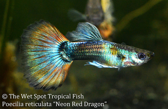 "Neon Red Dragon Guppy" ♂ - Poecilia reticulata